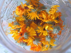 Drying calendula flowers