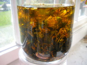 Calendula oil infusion