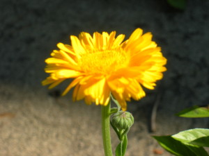 Calendula Flower