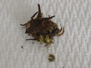 Calendula Seed