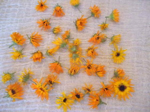 Drying Calendula Flowers