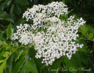 Elderberry flower 5