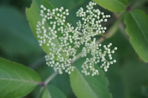 Elderberry flower buds