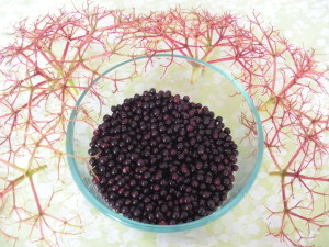 Harvested Elderberries