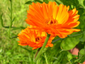 Calendula Flower
