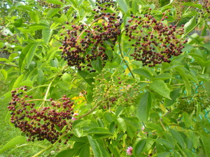 Ripening Elderberries