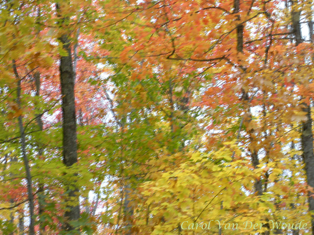 Autumn Forest