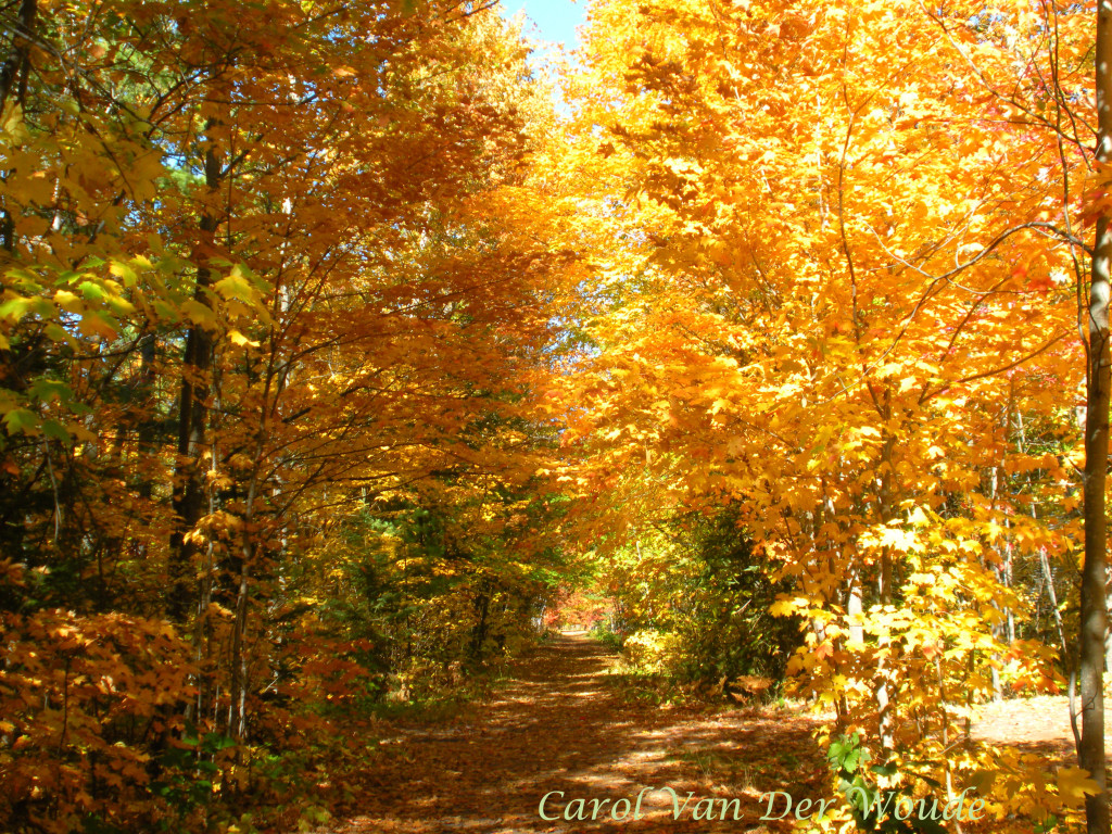 Forest Path