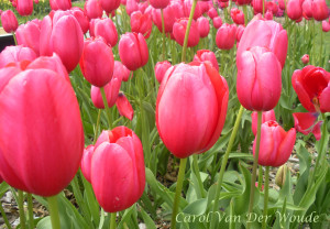 Tulips for the Garden