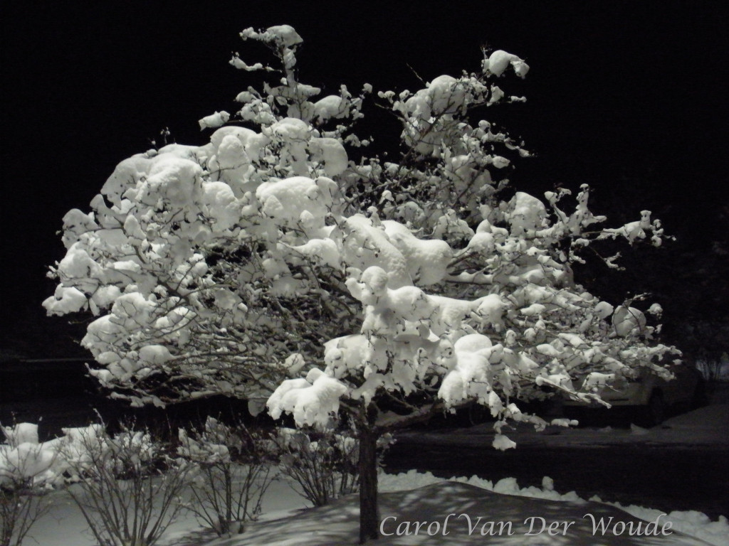 First Snowfall