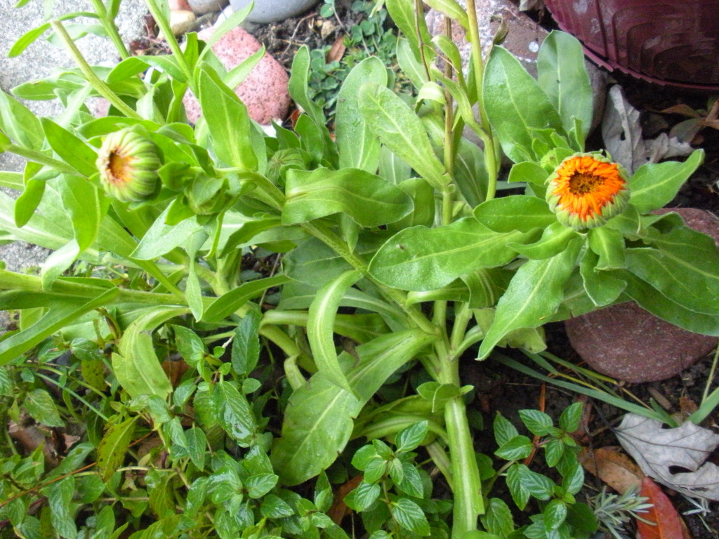 Calendula survies snowstorms