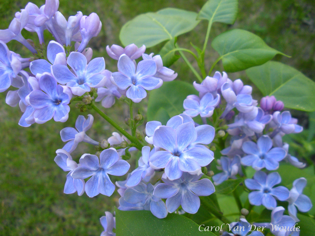 2. Blue Over Lilac Balayage - wide 8