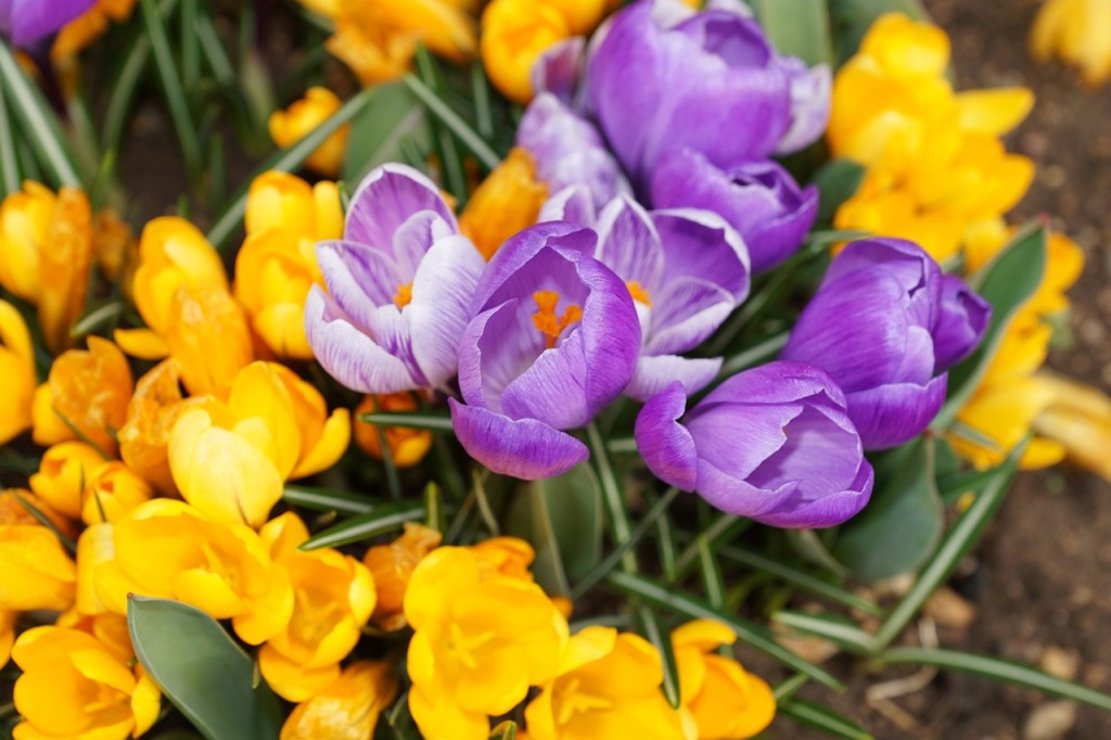 spring crocus