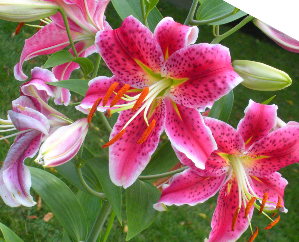 lilies