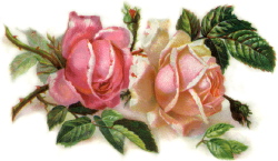 romantic-pink-roses