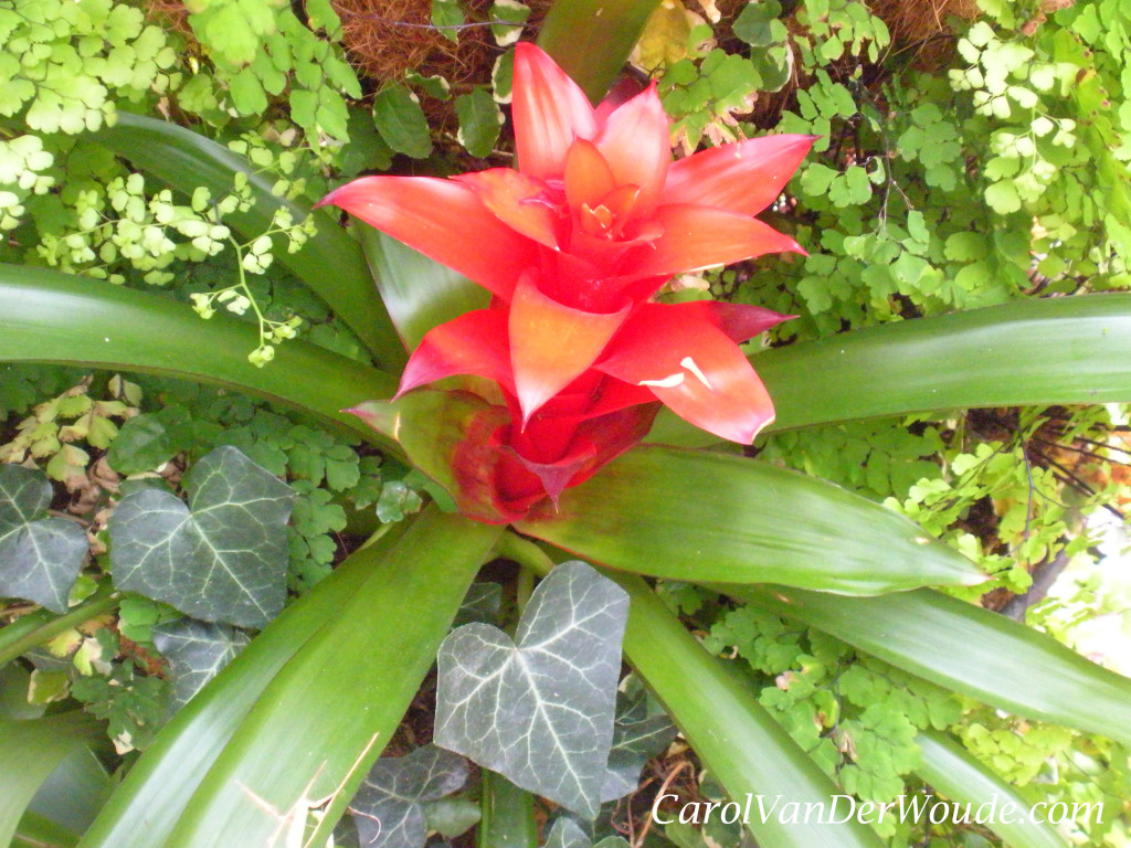 Bromeliad