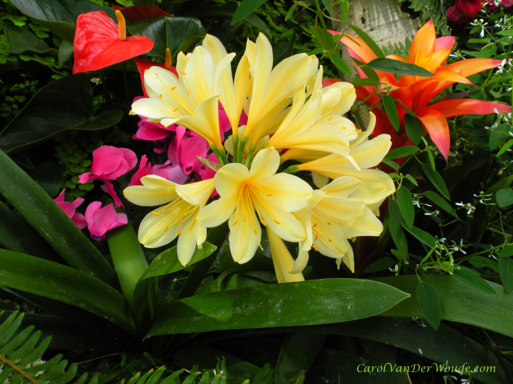 Mediterranean Flower Exhibit