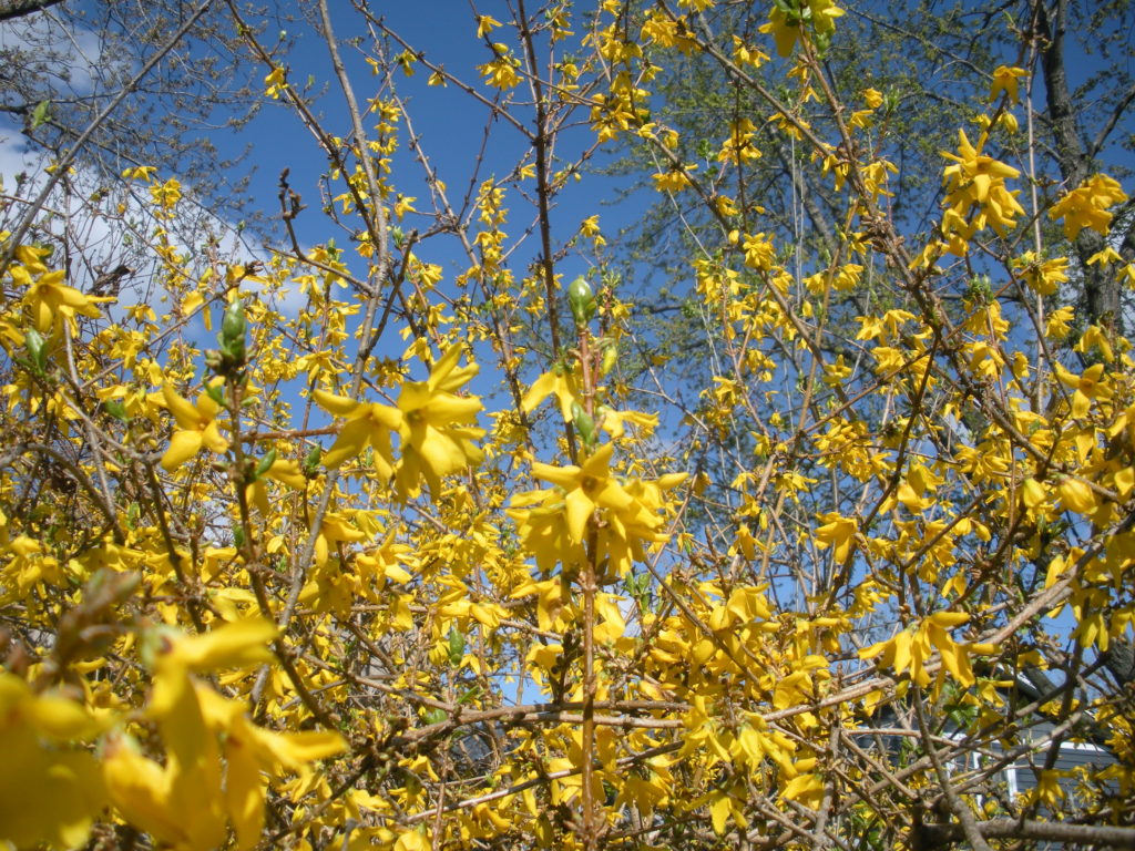 Forsythia_4413