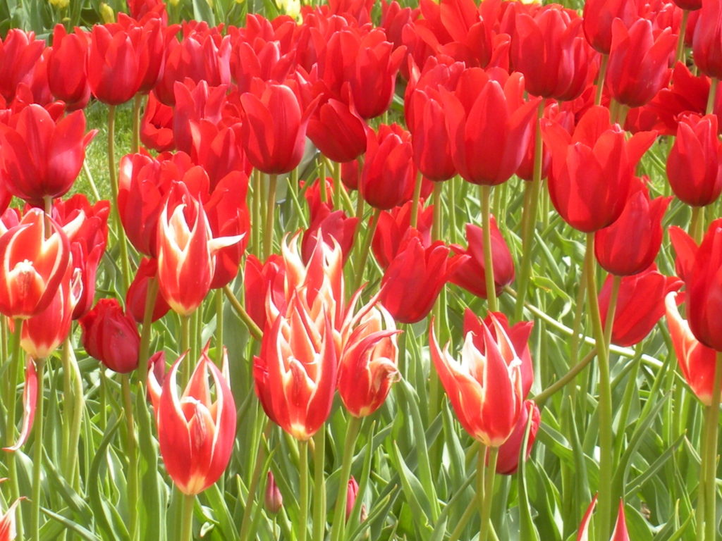 The Tulips at Windmill Gardens