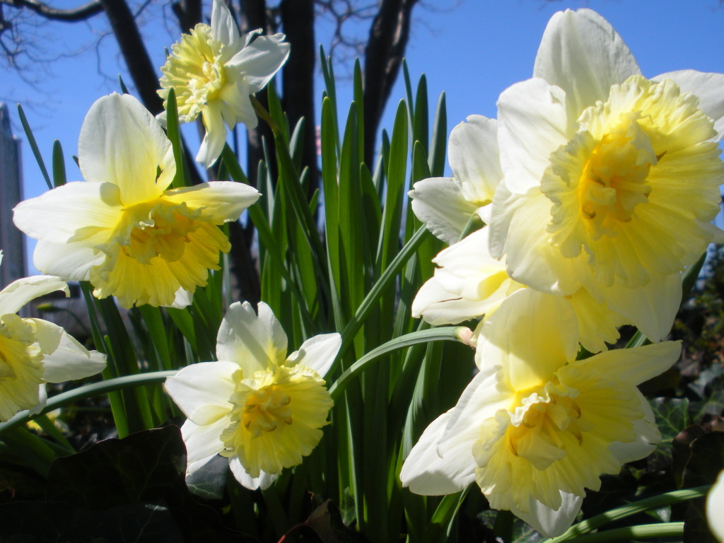 daffodils_5295