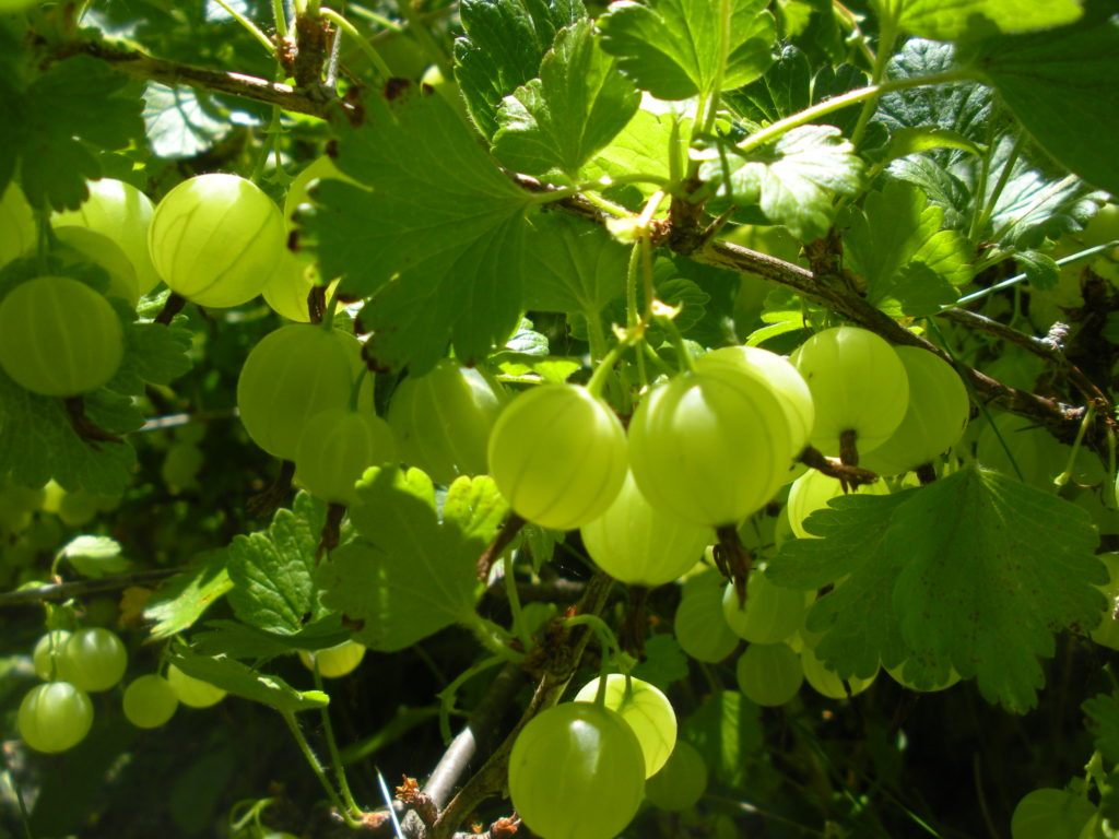 Gooseberries