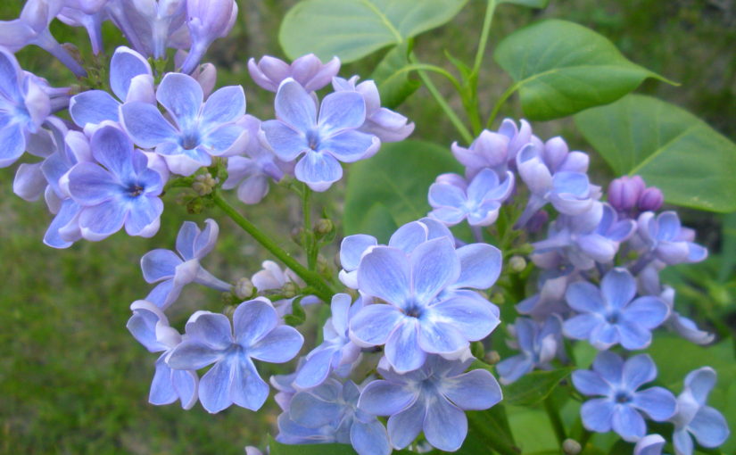 Blue Lilacs