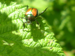 Japanese Beetle