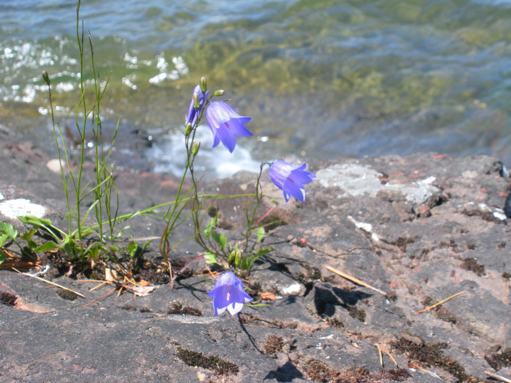 Bluebell Bellflower & Lake Superior