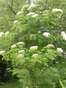 Elderberry Bush in bloom