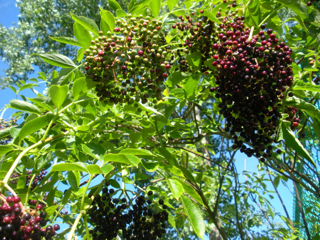 Elderberry Bush