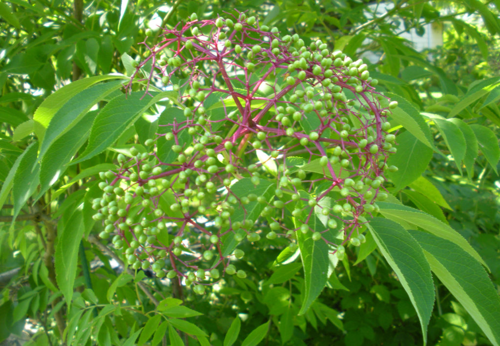 Elderberries developing