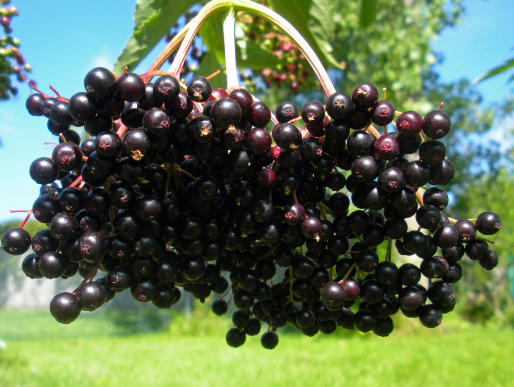 Elderberries