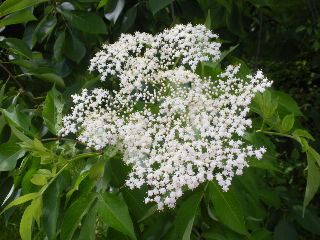 Elderberry flower