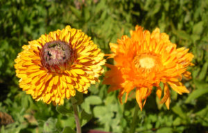 calendula-flowers