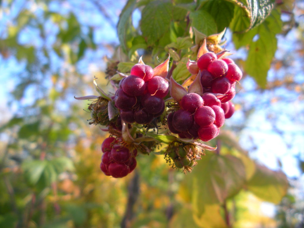 Fall Raspberries