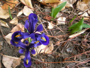 Dwarf Iris