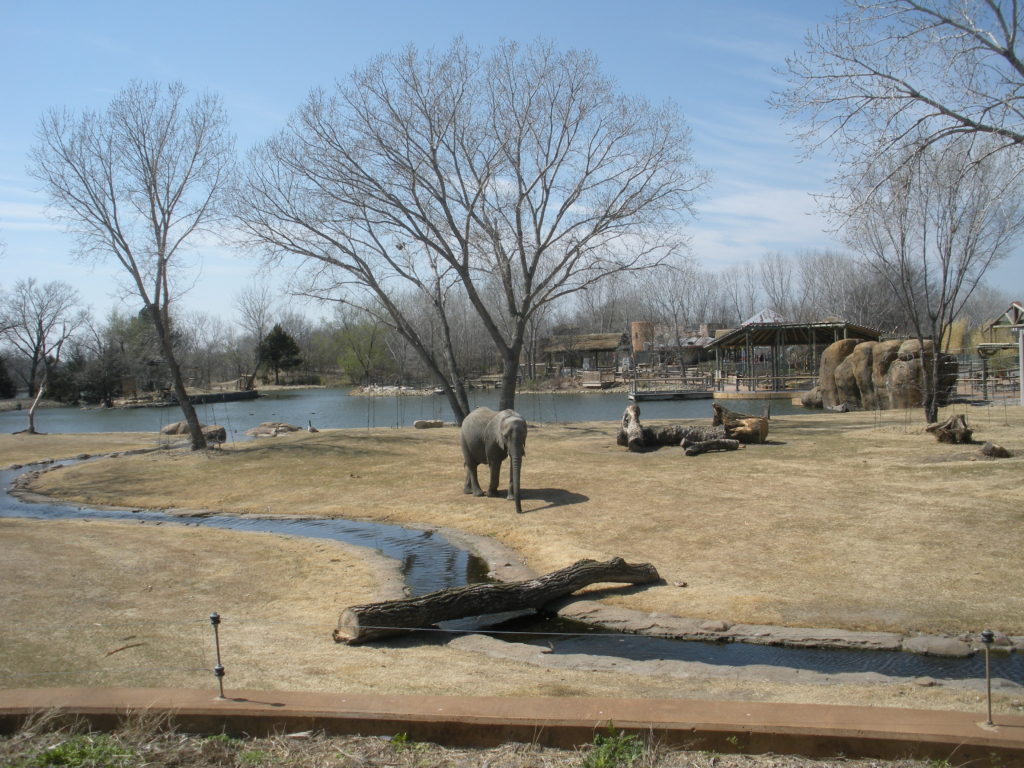 Elephants