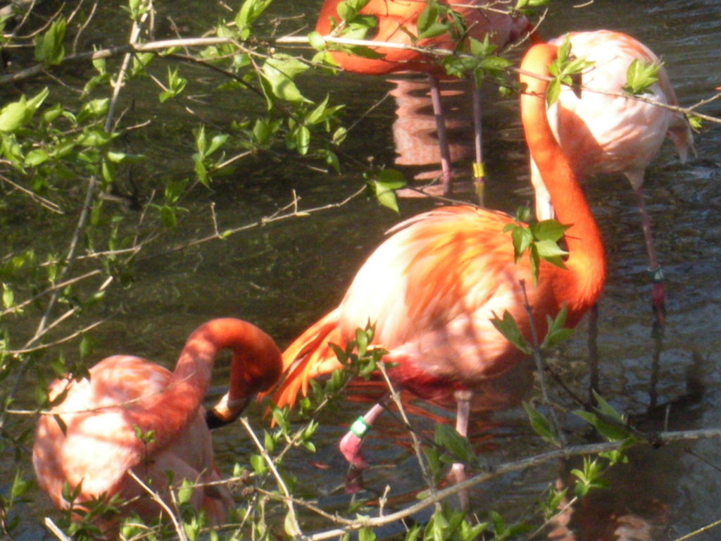 Flamingos