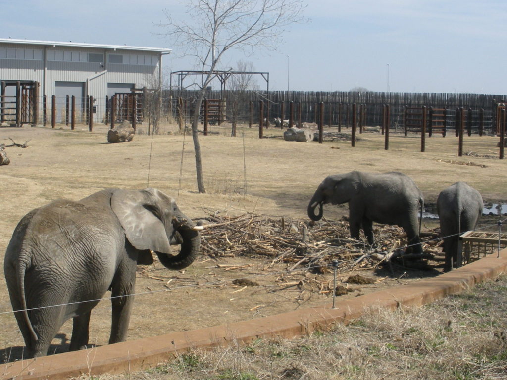 Elephants