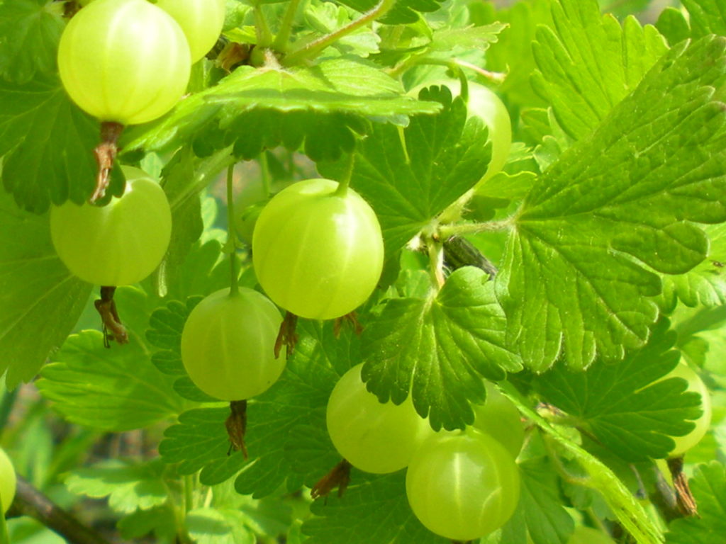 Gooseberry