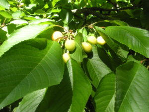 Cherries