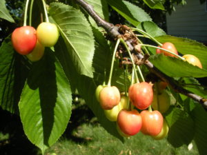 Cherries