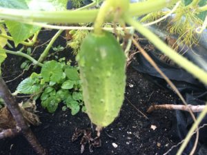 Pickling Cucumber