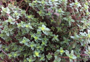 Thyme