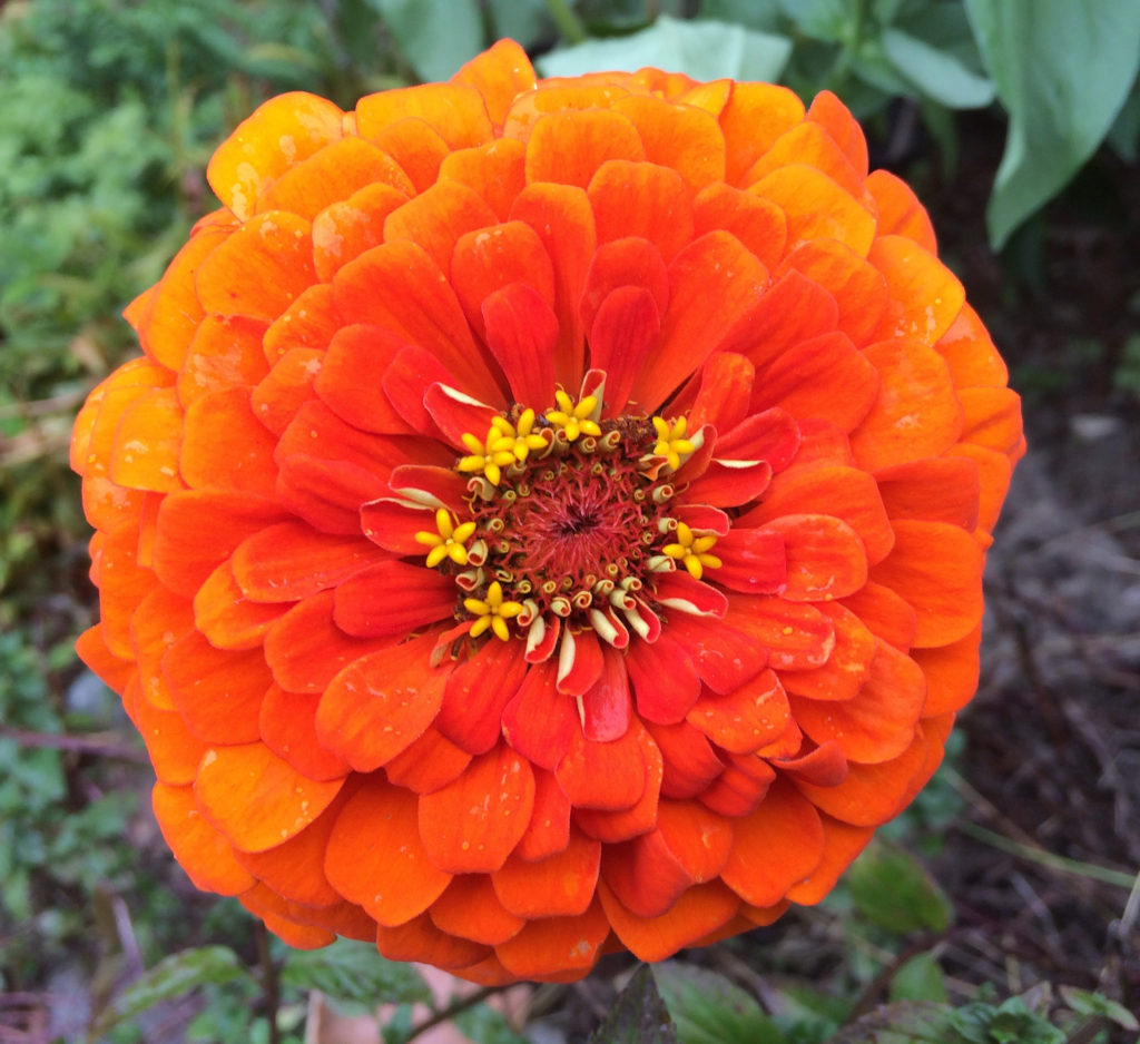 Majestic Zinnia