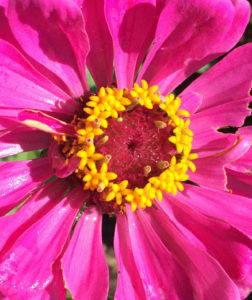 Zinnia