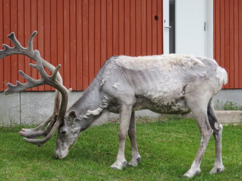 Reindeer