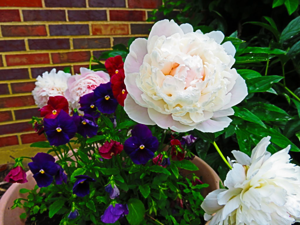 Blooms in my garden