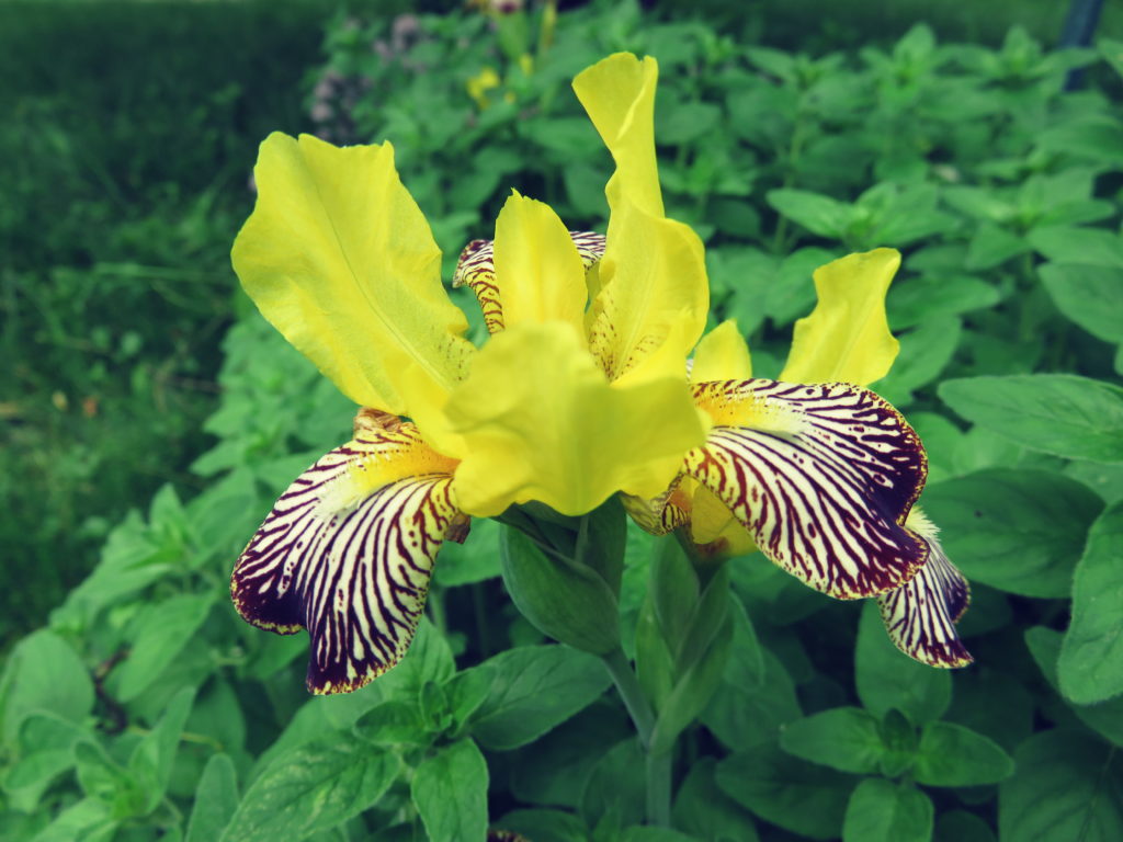 Blooms in my garden