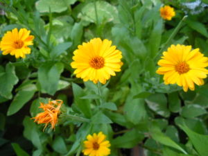 Calendula